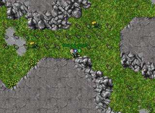 Hydra hunt