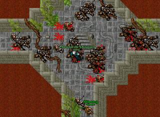 shogun macacada