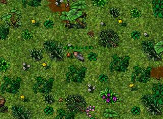 Tiquana exp
