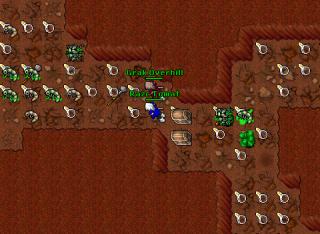 Razc Tomat · 21 Jan 2006