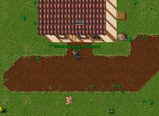 Girafales on Mainland · Tibia 8.54