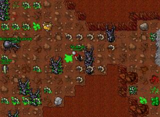 anciente100khour