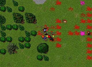 elv gonna pk 2