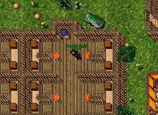 Magic Geli · Tibia 8.20