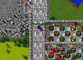 Thor Magician · Tibia 8.50