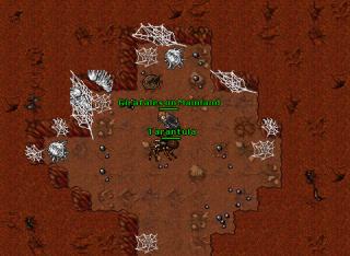 tarantula
